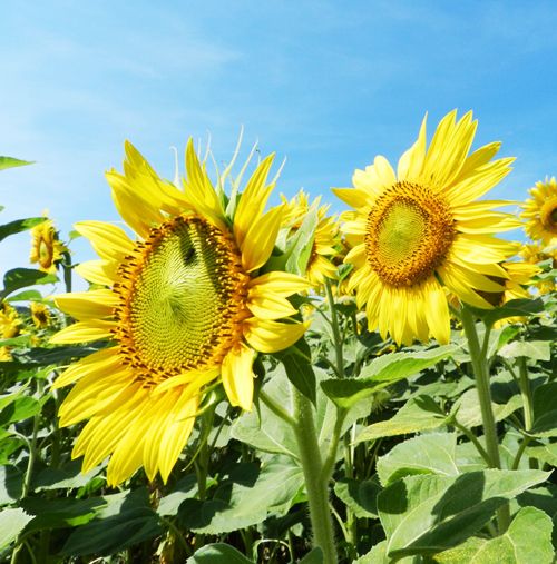 15 France Edible Sunflower Seeds Helianthus Turnsole Garden Flowers | eBay