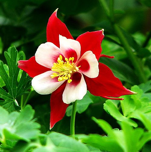 Red Garden Columbine Seeds 50 Seeds Aquilegia Quilegia Viridiflora Flowers A230  eBay