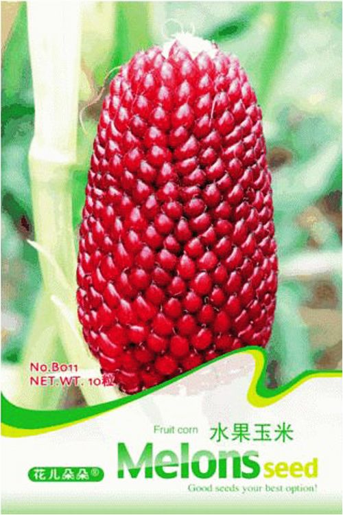 Vegetable Seeds Original Pack 15 Seeds Red Strawberry Corn Seed Maize Sweet Corn Organic Home Garden