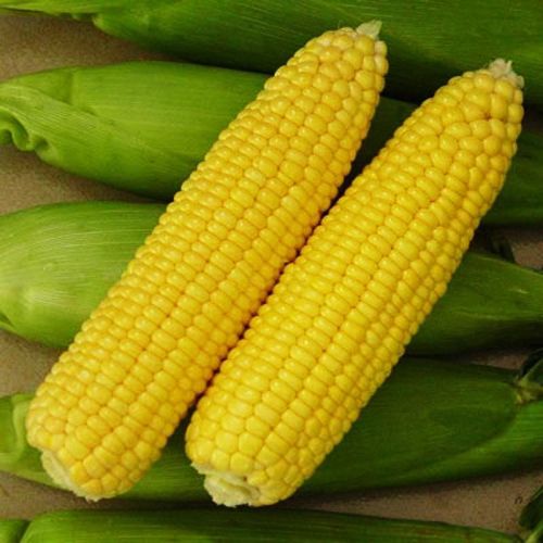 Vegetable Seeds Home Garden Original Pack 10 Red Sweet Corn Seeds Maize Organic Bistrozdravo Com