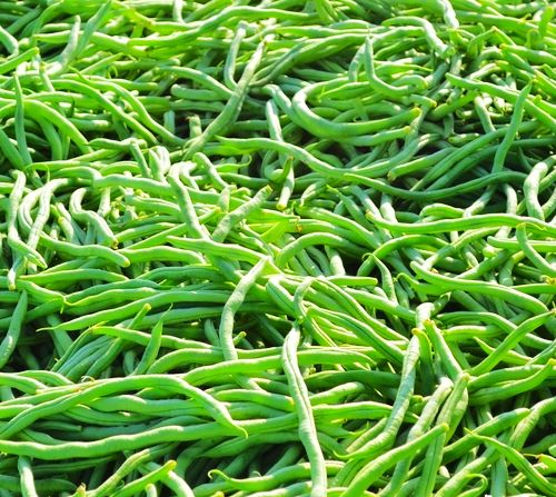 Original Package 20 Cowpea Seeds Vigna Sesquipedalis Green Drum Beans Seed C039