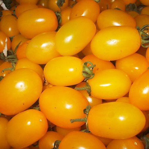 Yellow Oval Tomato Seeds 20 Seeds Lycopersicon Esculentum Vegetable ...