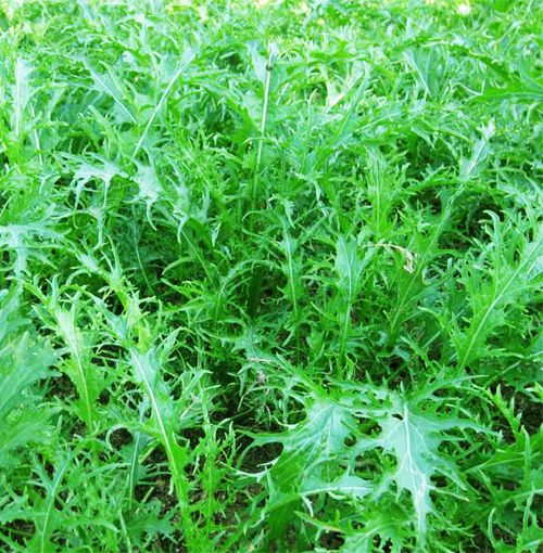 50 Potherb Mustard Seeds Brassica Juncea Pickled Organic Vegetable | eBay
