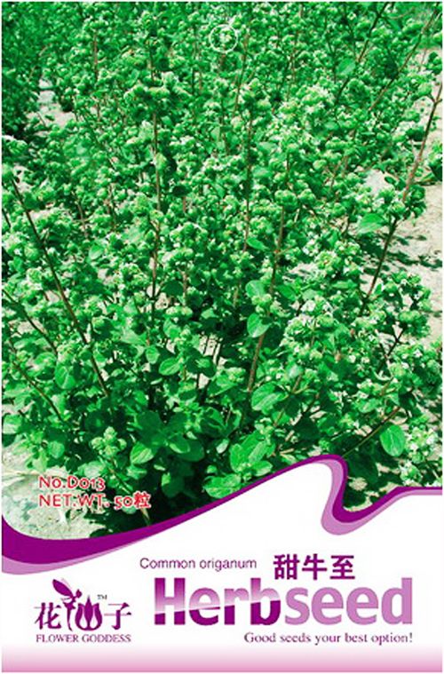 Original Pack 50 Origanum Seeds Wild Marjoram Oregano Seed