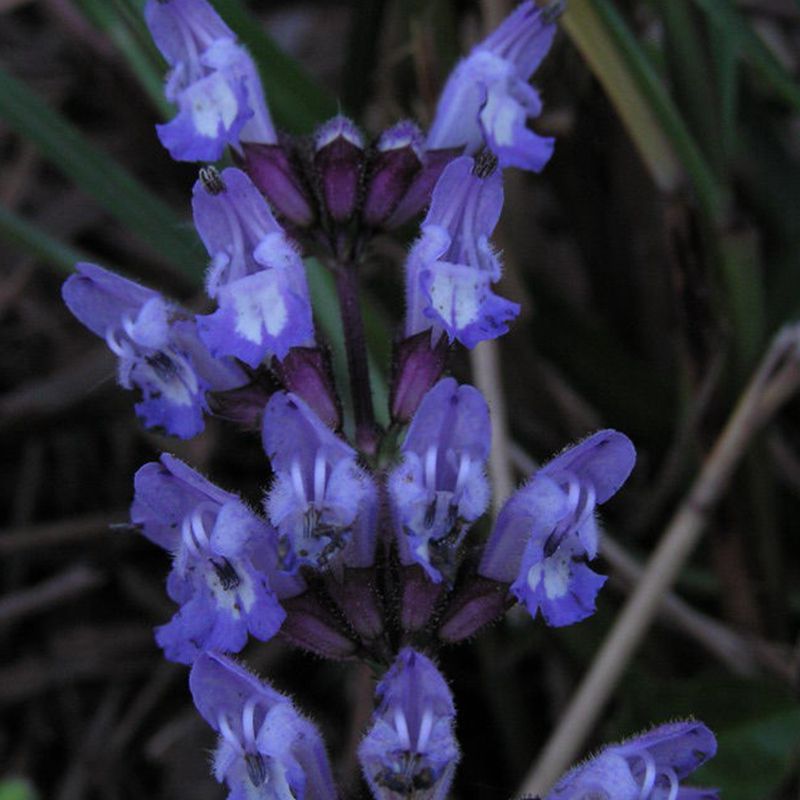 Fragrant Sage Seed 30 Seeds SaIvia Farinacea Aromatic Herb Plant Seeds Hot D045