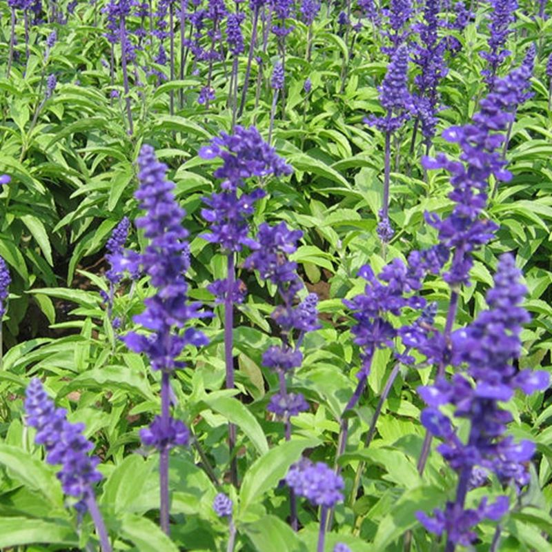 Fragrant Sage Seed 30 Seeds SaIvia Farinacea Aromatic Herb Plant Seeds Hot D045