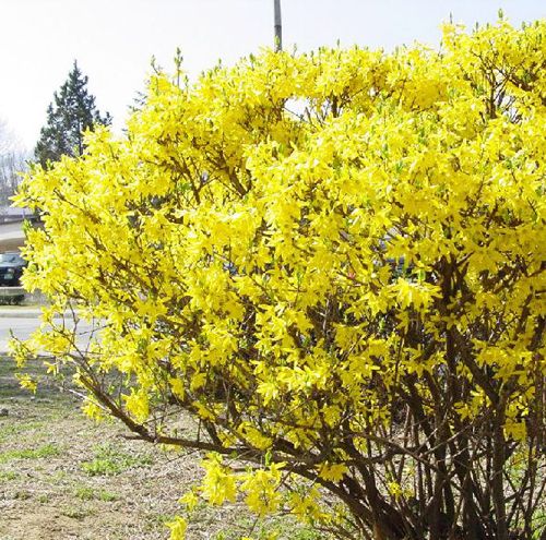 20 Forsythia Seeds Forsythia Suspensa Fructus Forsythiae Organic Herbs ...