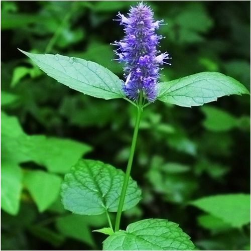 Wrinkled Giant Hyssop Seed 50 Seeds Agastache Rugosus Ageratum Herbal ...