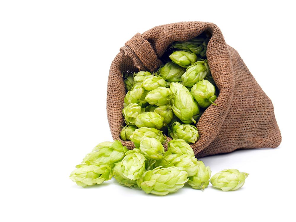 Hops Humulus lupulus Seed 40 Seeds European Hop Flower Organic Bulk ...