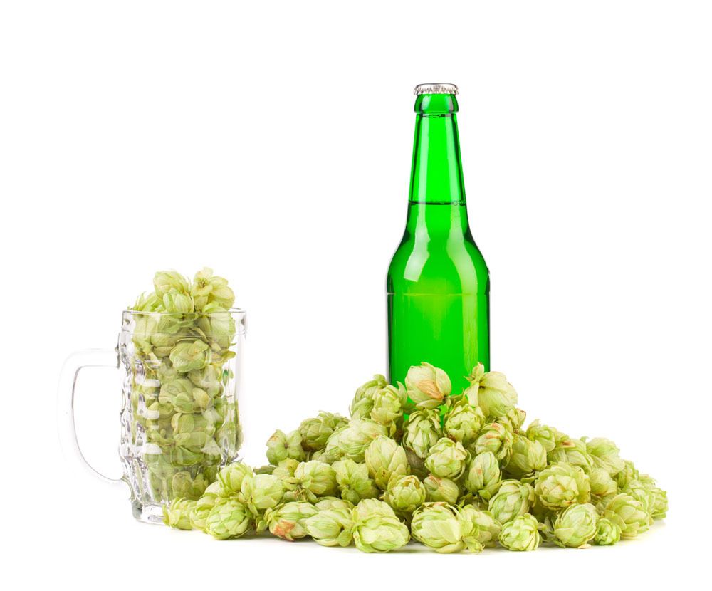 Hops Humulus lupulus Seed 40 Seeds European Hop Flower Organic Bulk ...