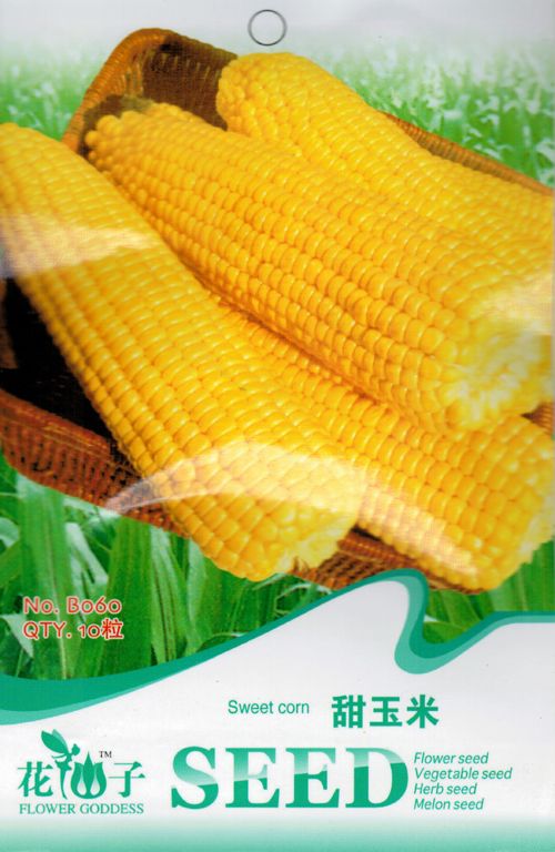 15 Seeds Maize Seed Mini Corn Zea Mays Rugosa Bomaf Organic Vegetables