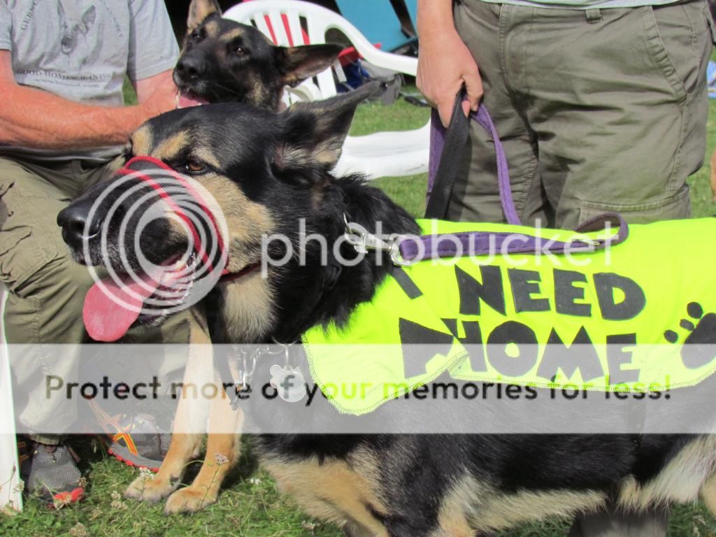 Timber - 5 year old black and tan Image4_zps3c62efd8